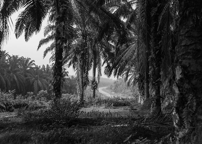 Palm Oil Plantation