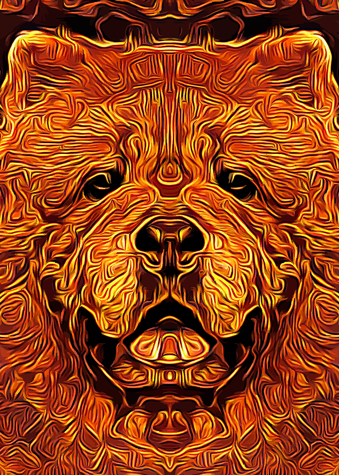 Chow Chow Golden