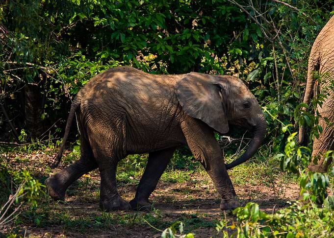 Baby elephant