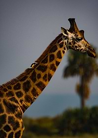 bird riding giraffe