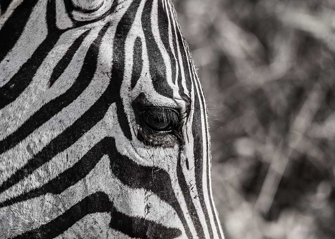 Zebra close up