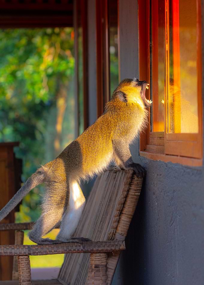 Monkey yawning