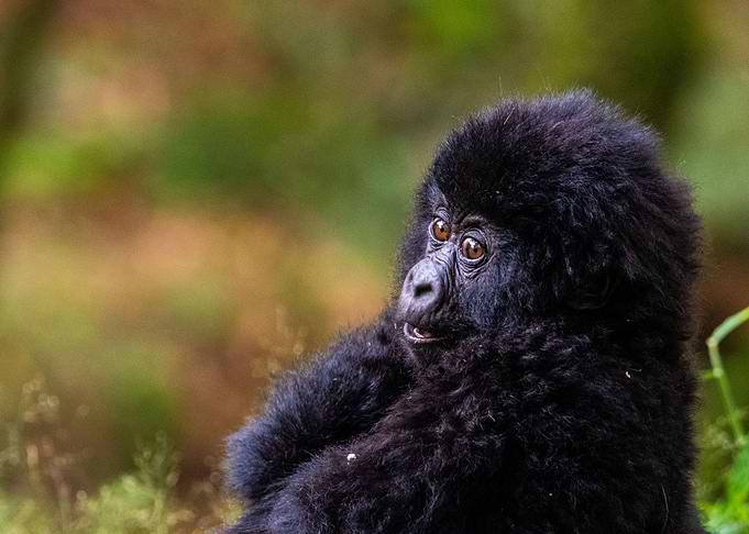 baby gorilla