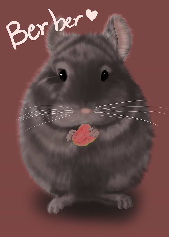 ChinchillaBerber