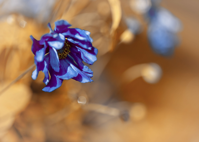 Purple anemone, macro