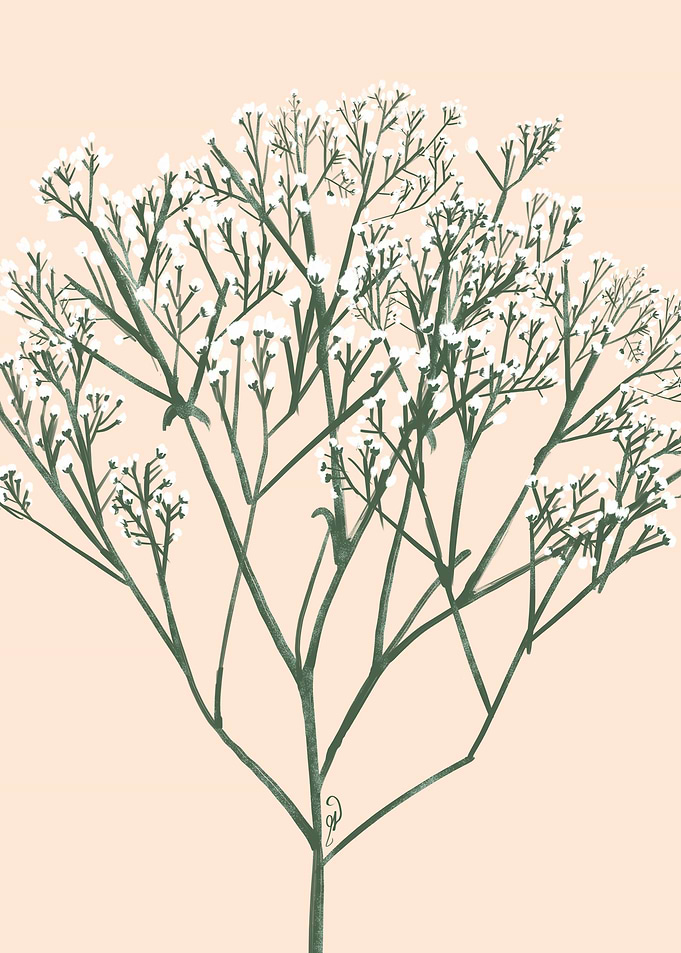 Classic Baby Breath White
