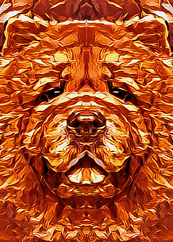 Chow Chow Gold