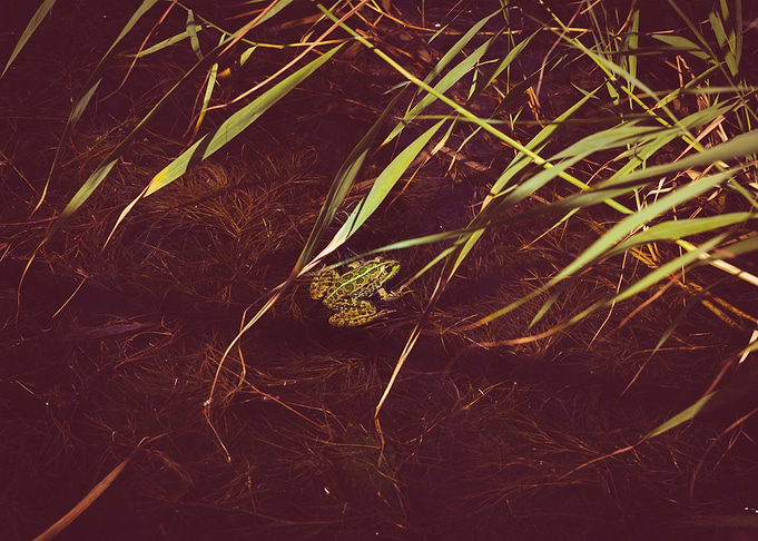 Frog in a pond
