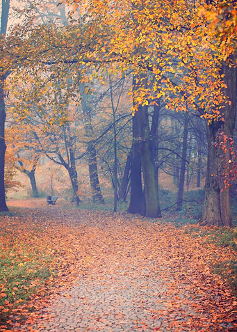 Autumn alley among trees