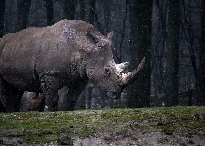 Rhino