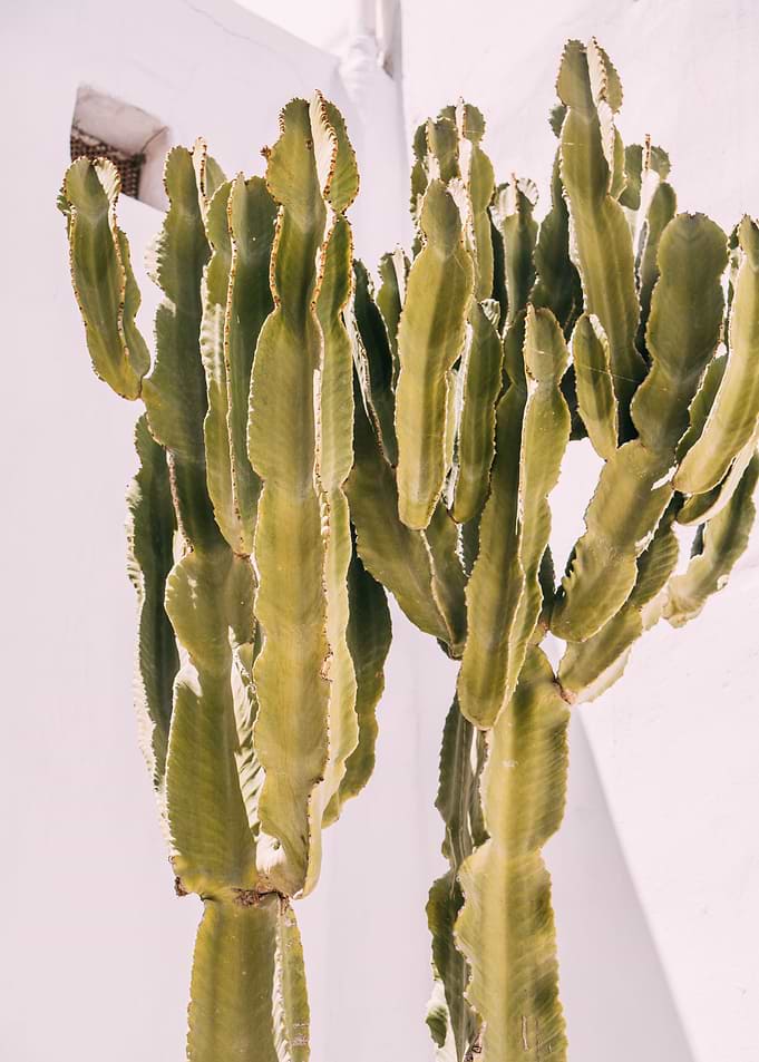 Cactus on White Background