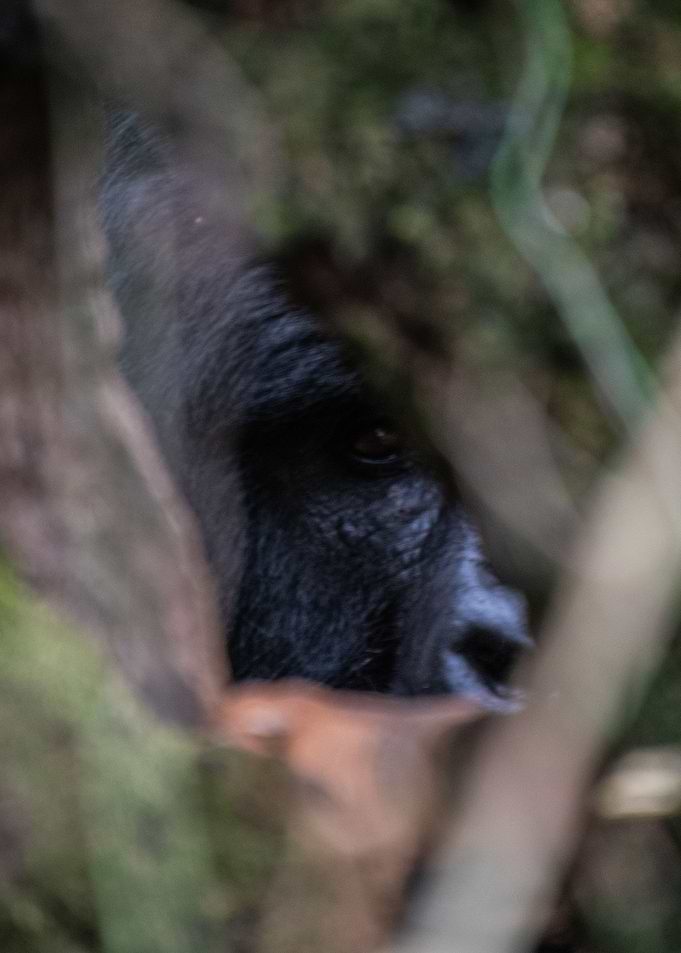 Gorilla looking at camera