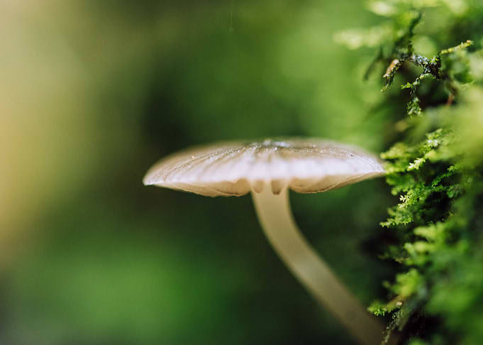 Mushroom