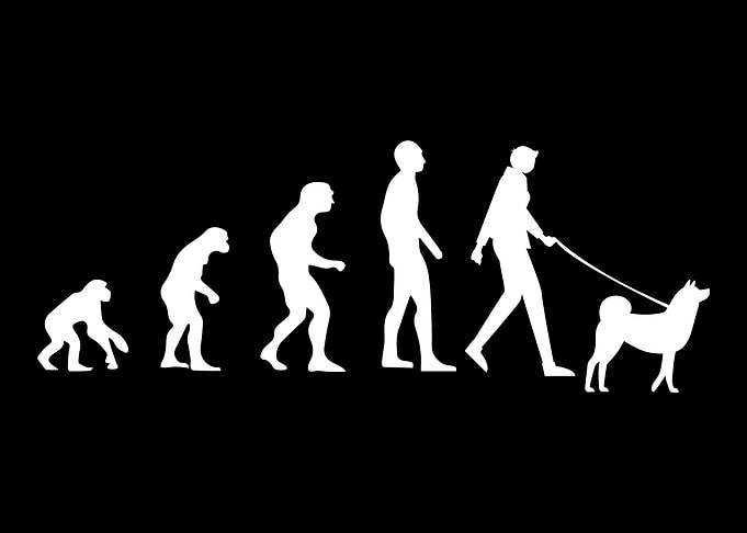 Akita Evolution Akita Dog