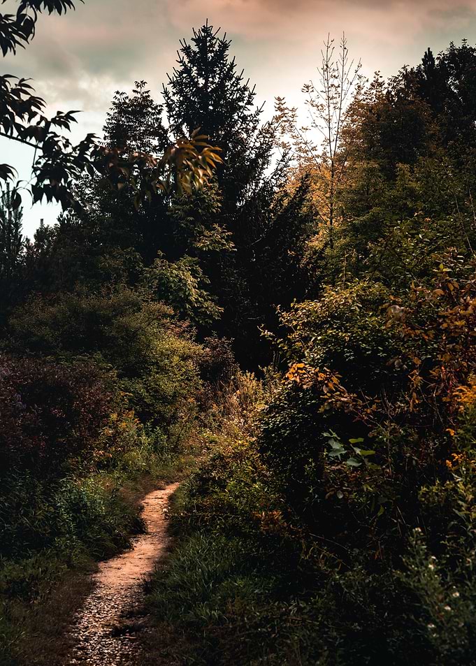 Into The Wild