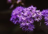Purple Flowers