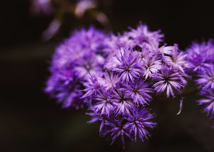 Purple Flowers
