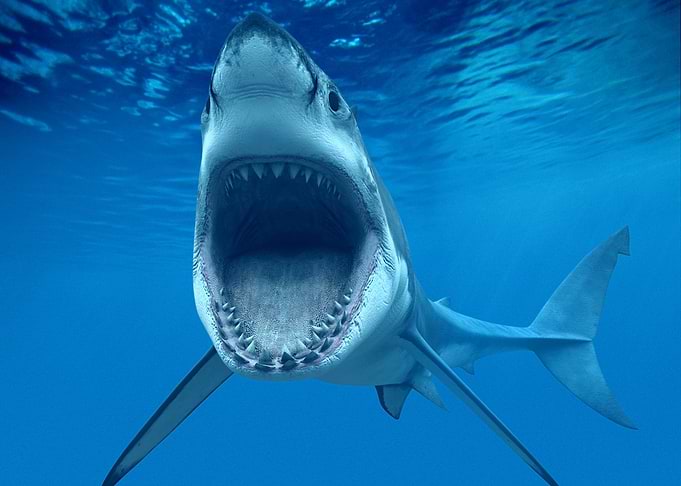 Baby Shark