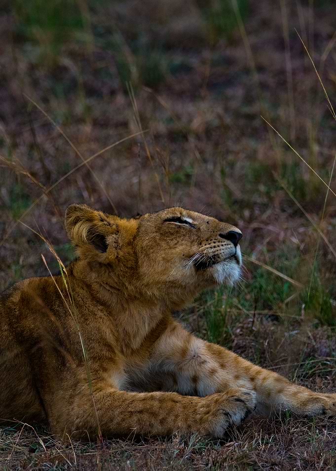 Lion cub