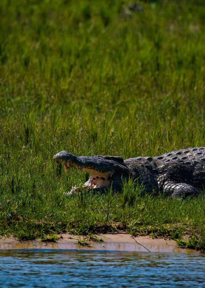 Crocodile