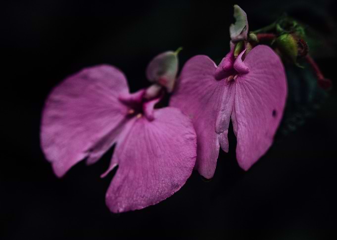 Pink Flowers