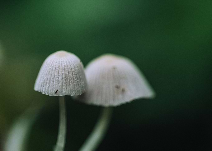 Pair of mushrooms