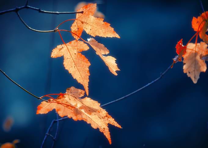 Fall Time
