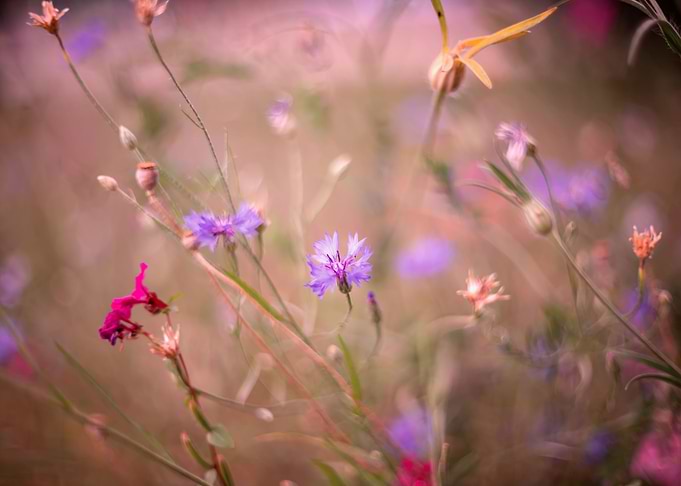 Summer meadow,pink flowers