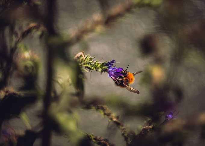 Queen Bee
