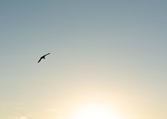 seagull