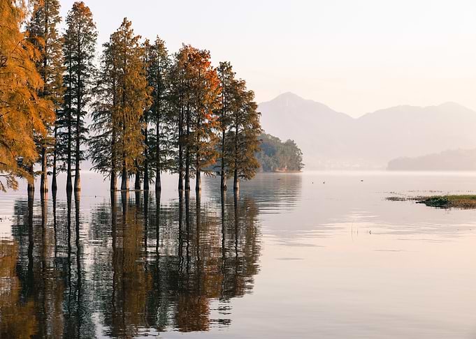 Lake Surrounded by Trees