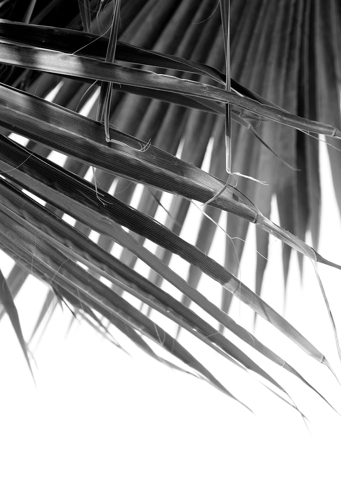 Fan Palm Leaves Dream 2