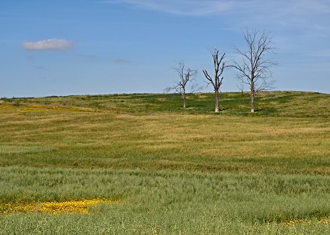 Three dead trees