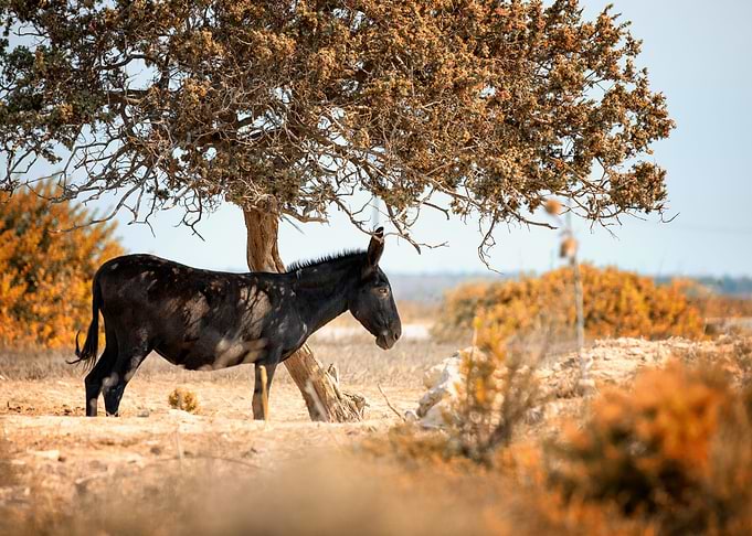 Donkey, meadow, Greece