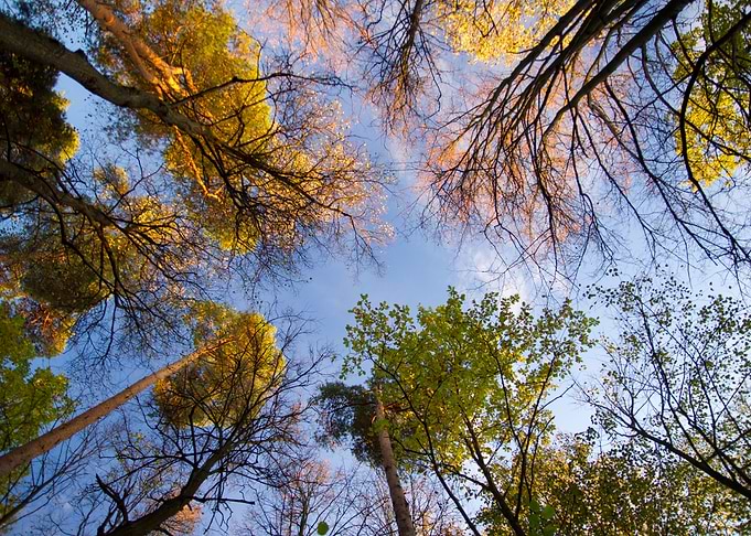 Autumn Forest Bottom View