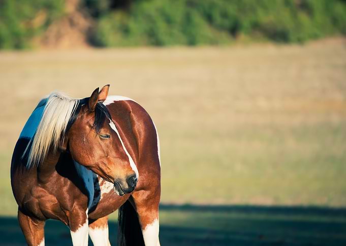 Beautiful horse eyes close