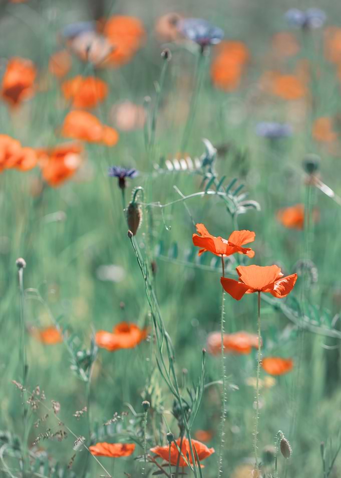 Red field poppies, macro