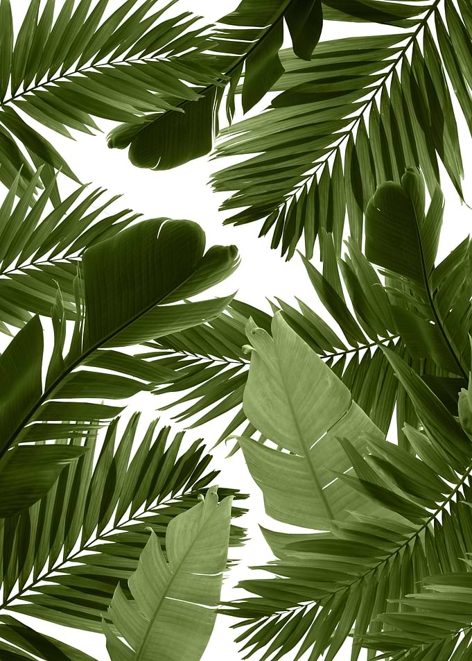 Jungle Leaves Finesse 4