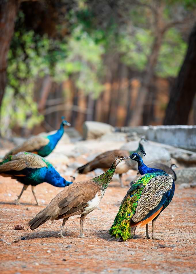 Colorful peacocks, Greece