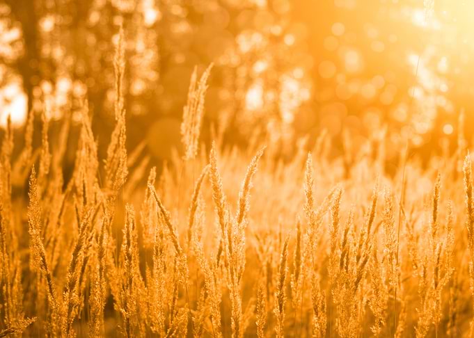 Sunset Grass Field