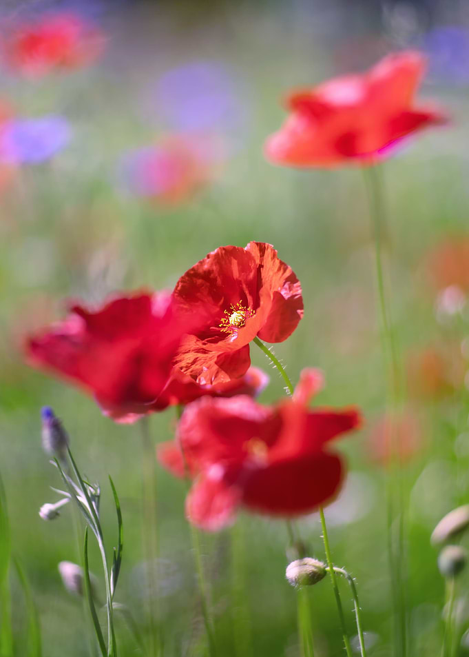 Red field poppies in glade