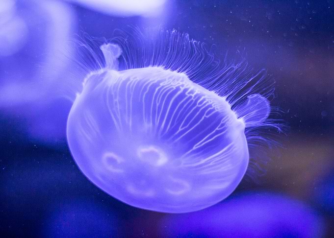 Jellyfish Beauty