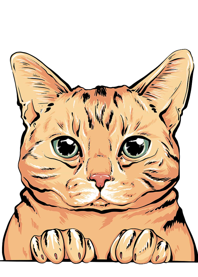 Scottish cat portrait
