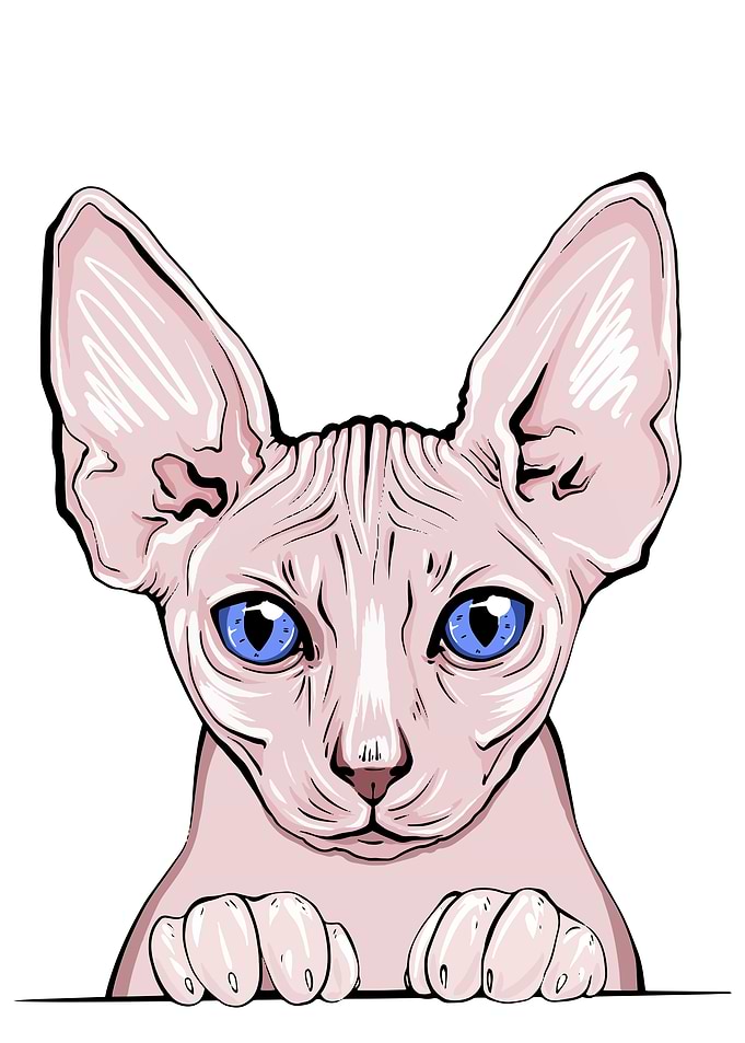 Sphinx cat portrait