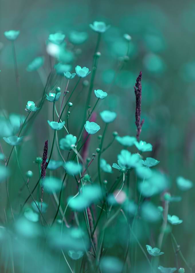 Enchanted flowers, macro