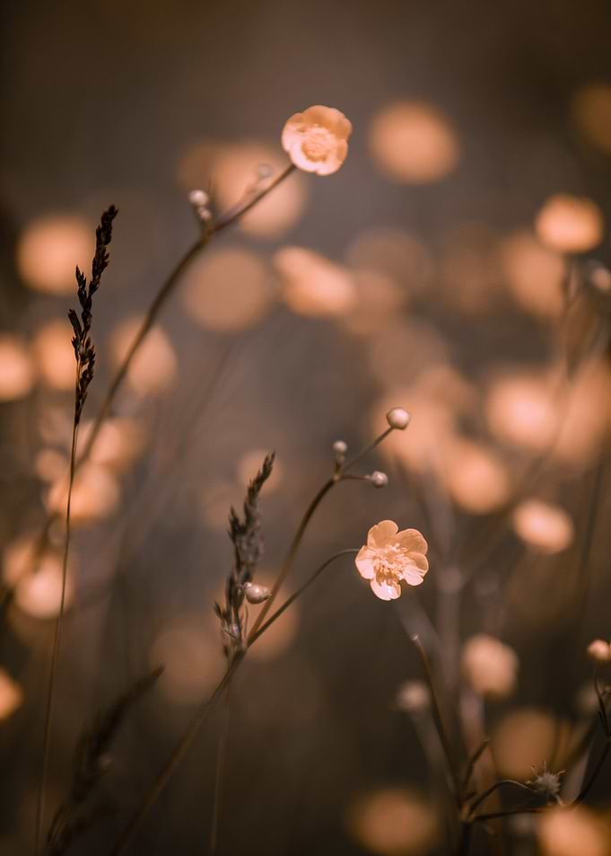 Yellow flower, wild meadow