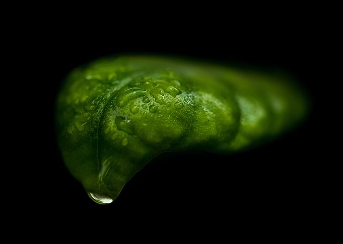 Leaf