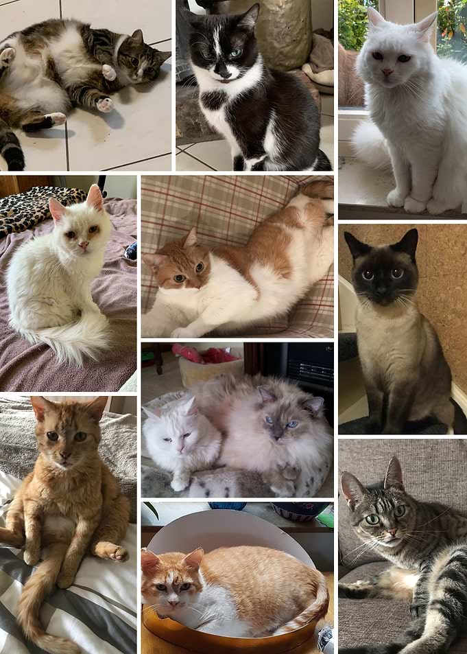 Cats