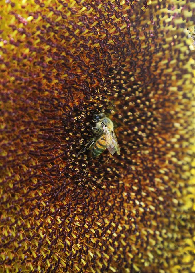 Bee farmer