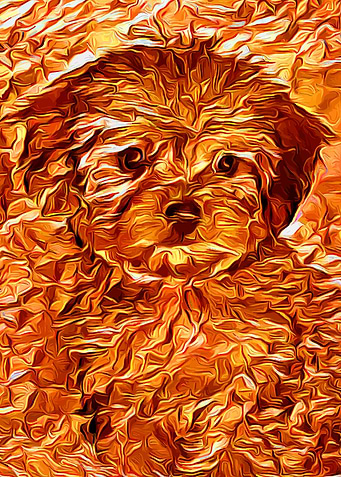 Yorkshire Terrier Gold